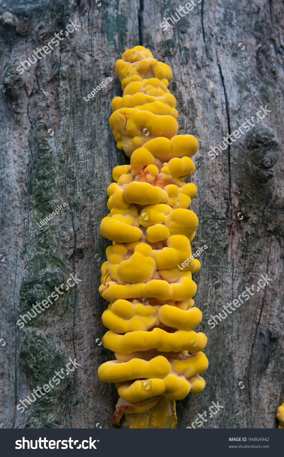 Yellow Fungus Parasite On Tree Closeup Stock Photo Edit Now 94864942