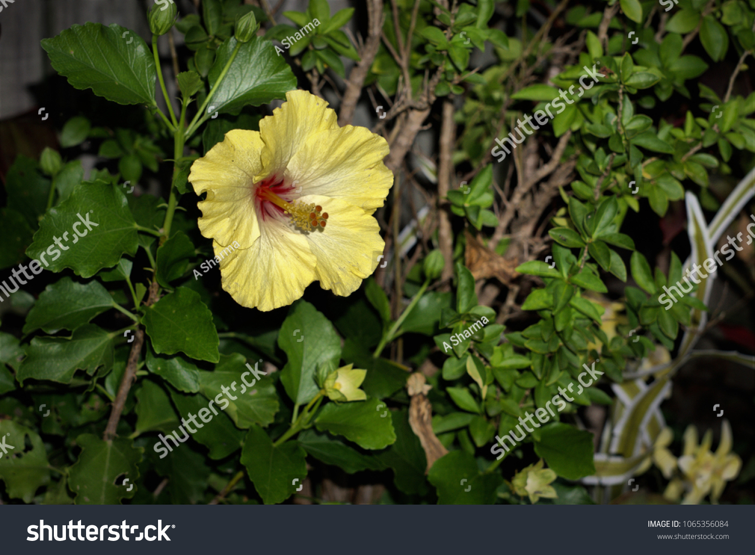 Yellow Hibiscus Flower Australian Garden Native Stock Photo Edit