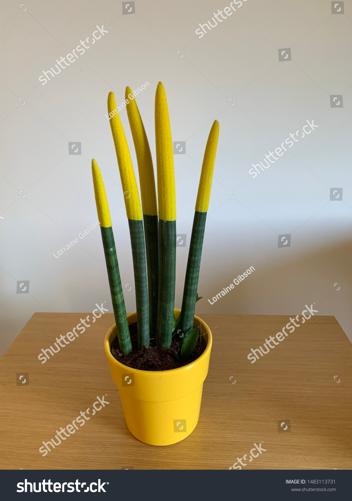 Download Yellow Image Spiky Plant Yellow Tips Stock Photo Edit Now 1483113731