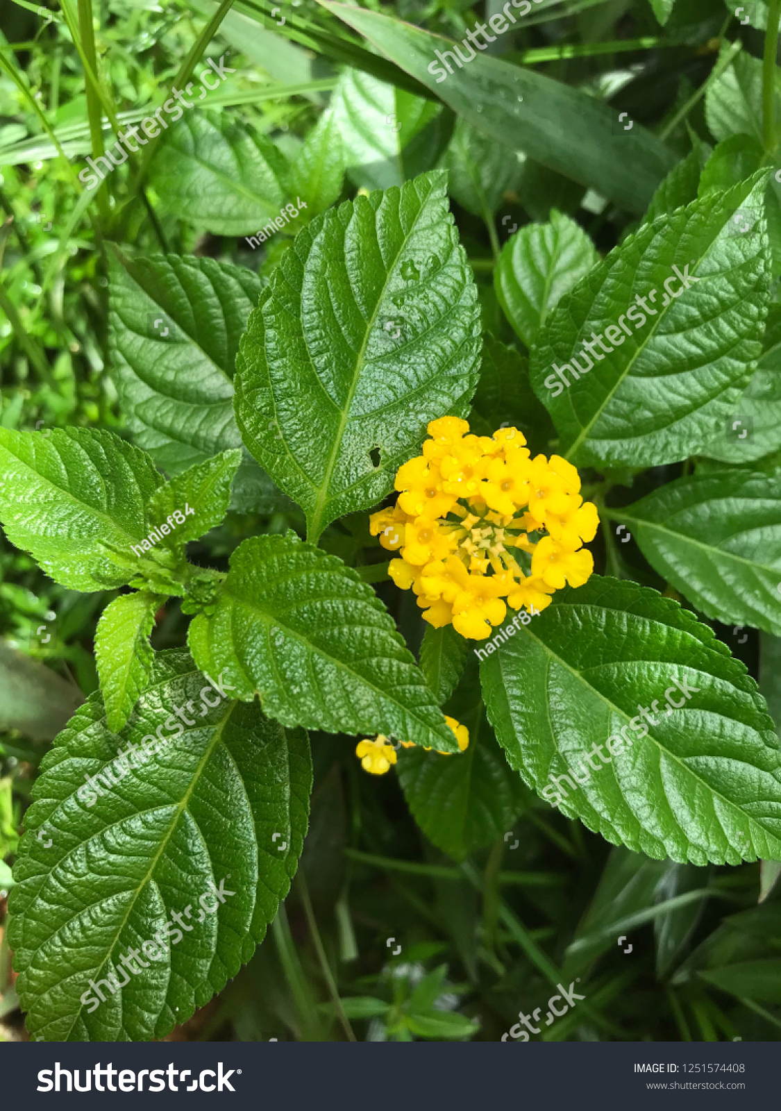 Yellow Lantana Flower Bunga Tahi Ayam Stock Photo Edit Now 1251574408