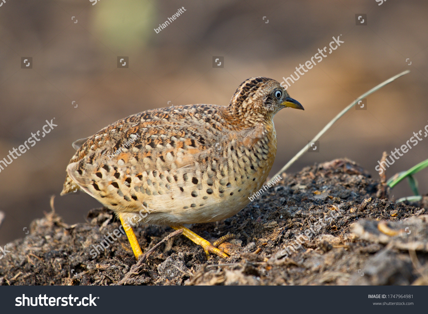 Button quail Images, Stock Photos & Vectors | Shutterstock