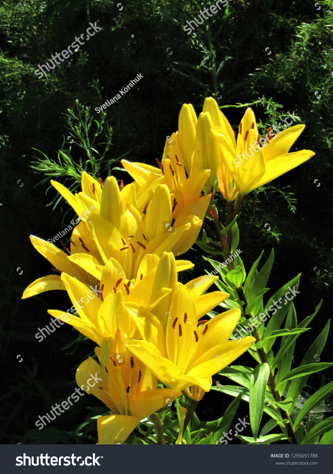 Yellow Lily Bush Garden Stock Photo Edit Now 1295651788