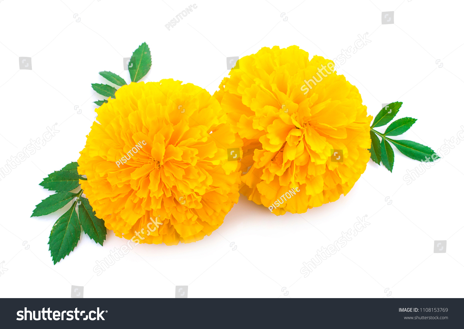 21,111 Tagetes erecta Stock Photos, Images & Photography | Shutterstock