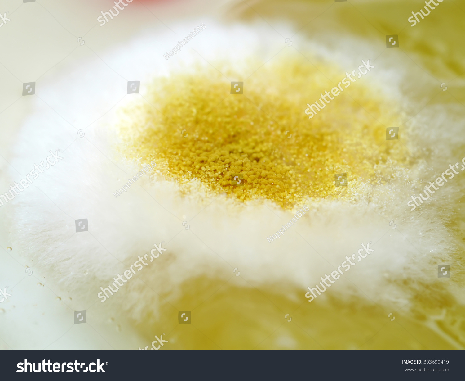 Yellow Mold On Food Rhizopus Stolonifer Stock Photo 303699419 ...