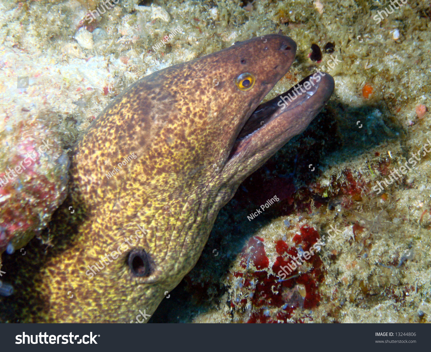 Yellow Moray Eel Stock Photo 13244806 : Shutterstock