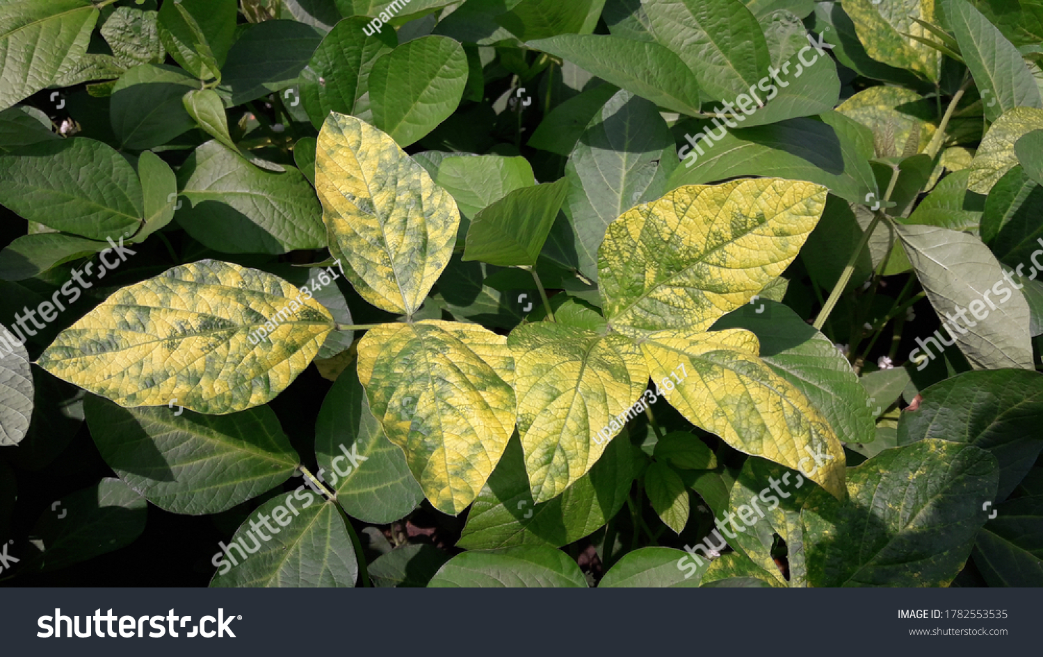 413 Soybean mosaic virus Images, Stock Photos & Vectors | Shutterstock