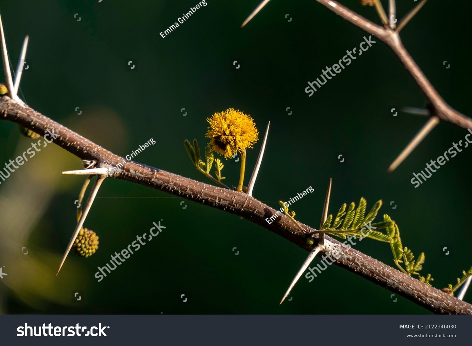 441 Egyptian acacia Images, Stock Photos & Vectors | Shutterstock