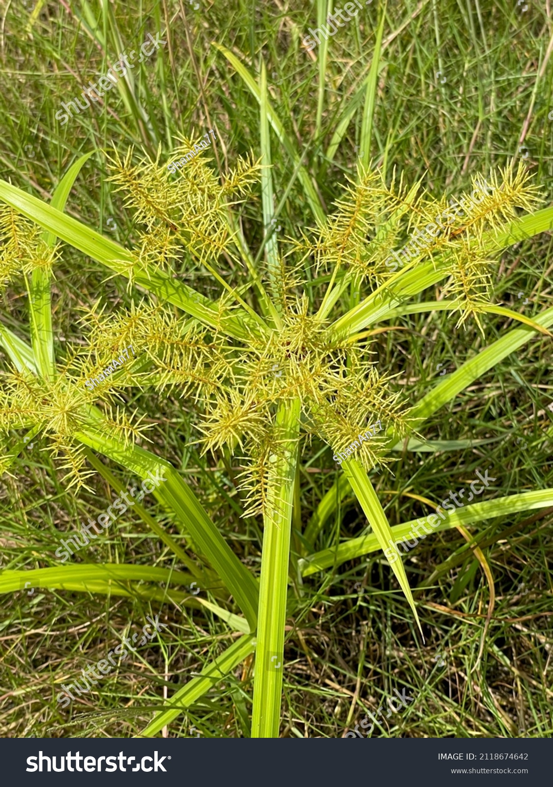 569 Yellow nutsedge Images, Stock Photos & Vectors | Shutterstock