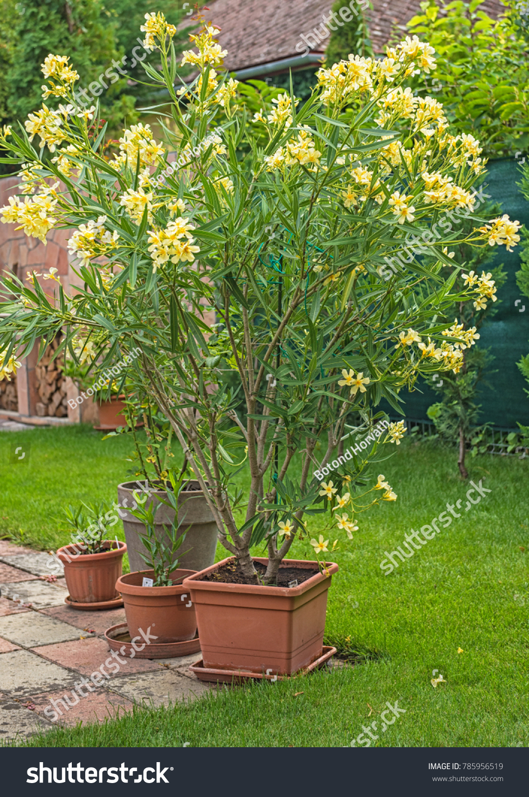 Yellow Oleander Garden Stock Photo 20   Shutterstock