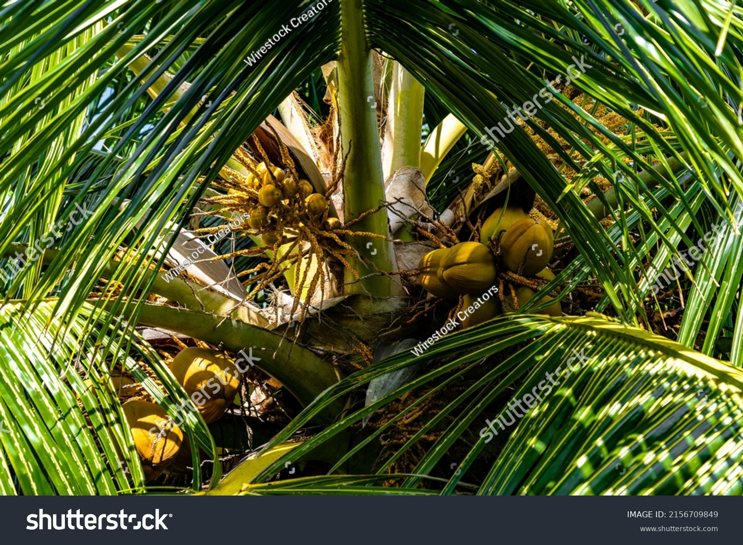 Yelloworange Coconuts Growing Within Green Canopy Stock Photo ...