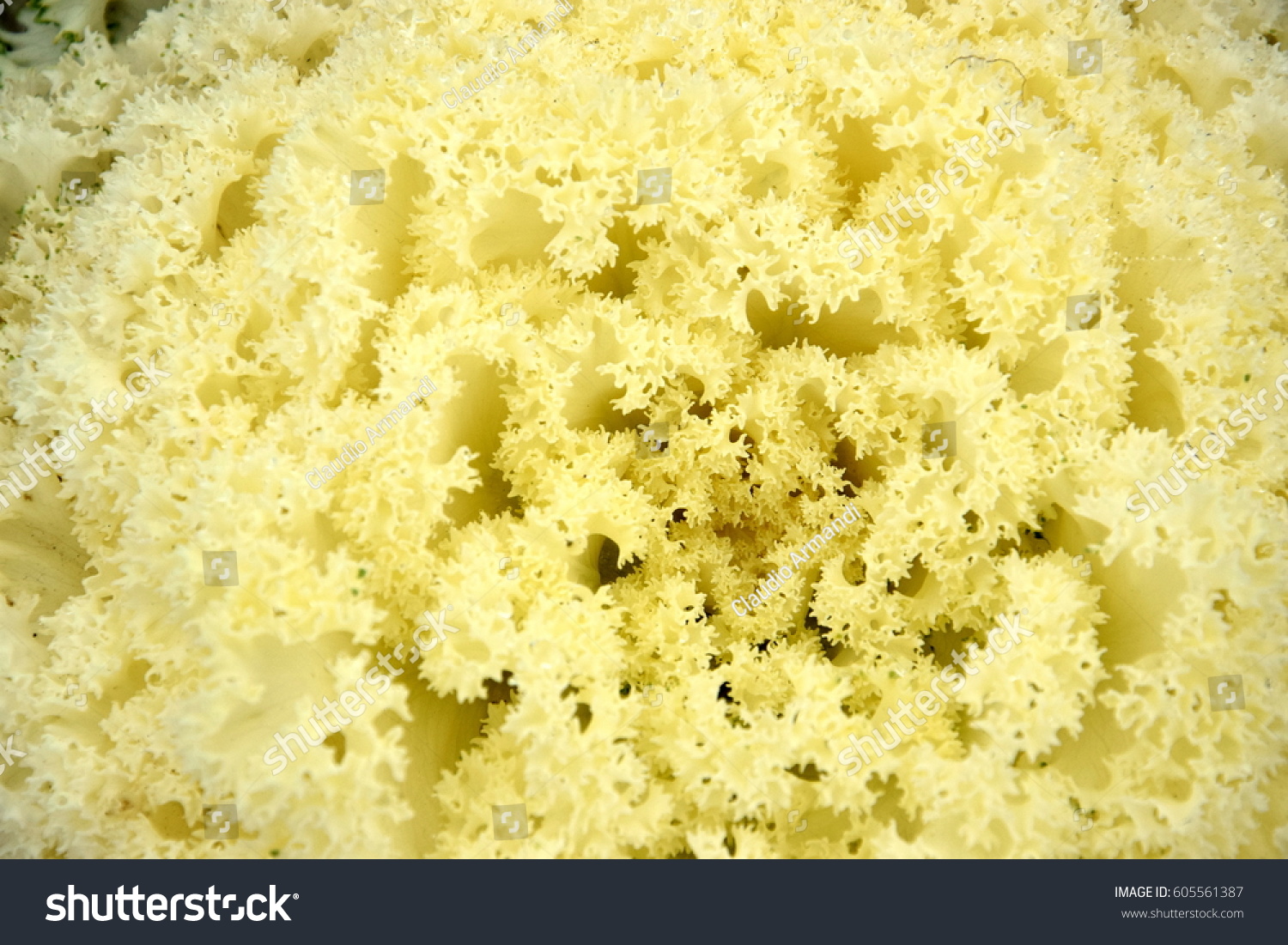 stock-photo-yellow-ornamental-kale-brass