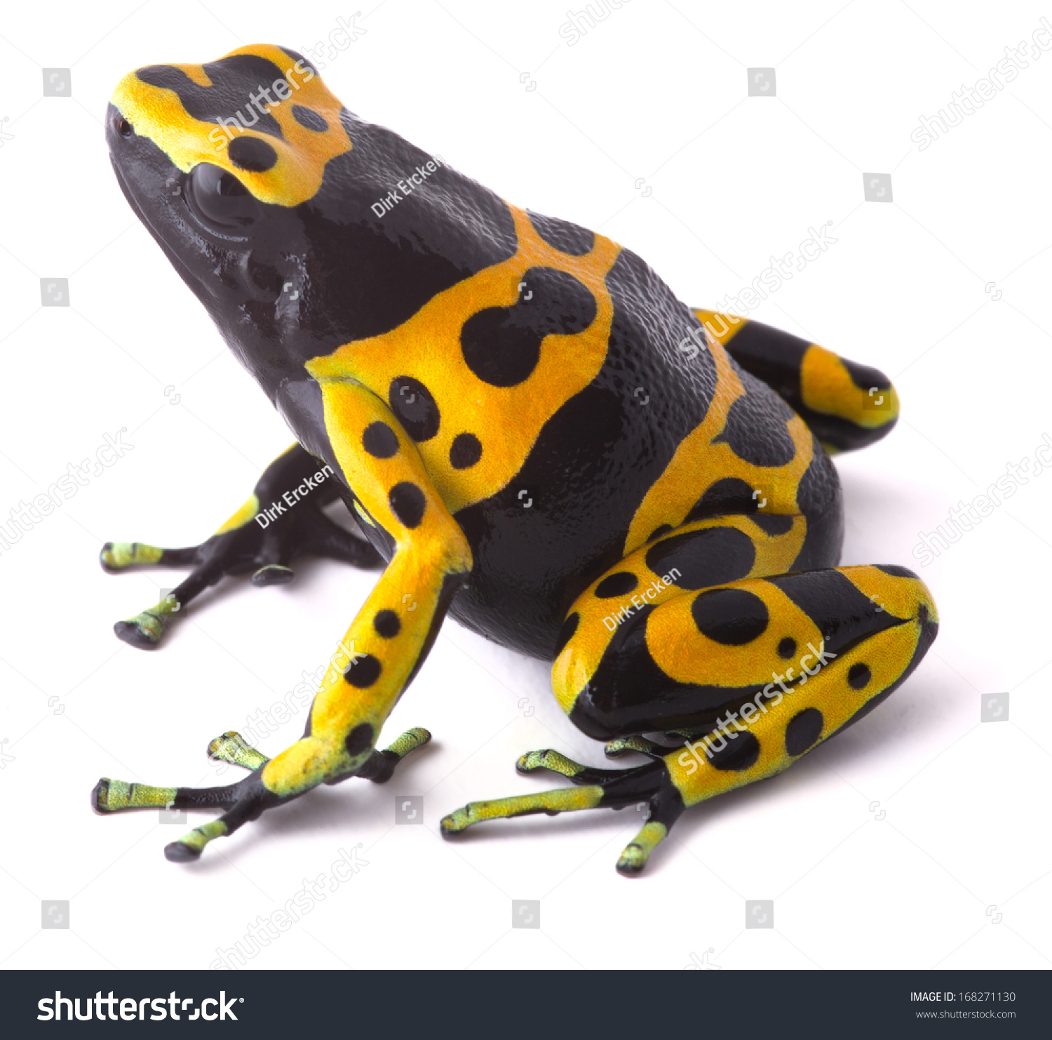 Yellow Poison Dart Frog Dendrobates Leucomelas Stock Photo Edit