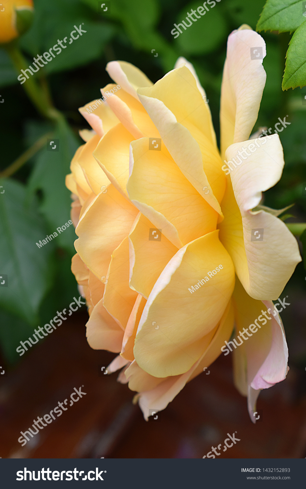 Yellow Rose Bush Golden Celebration Ausgold Stock Photo Edit Now