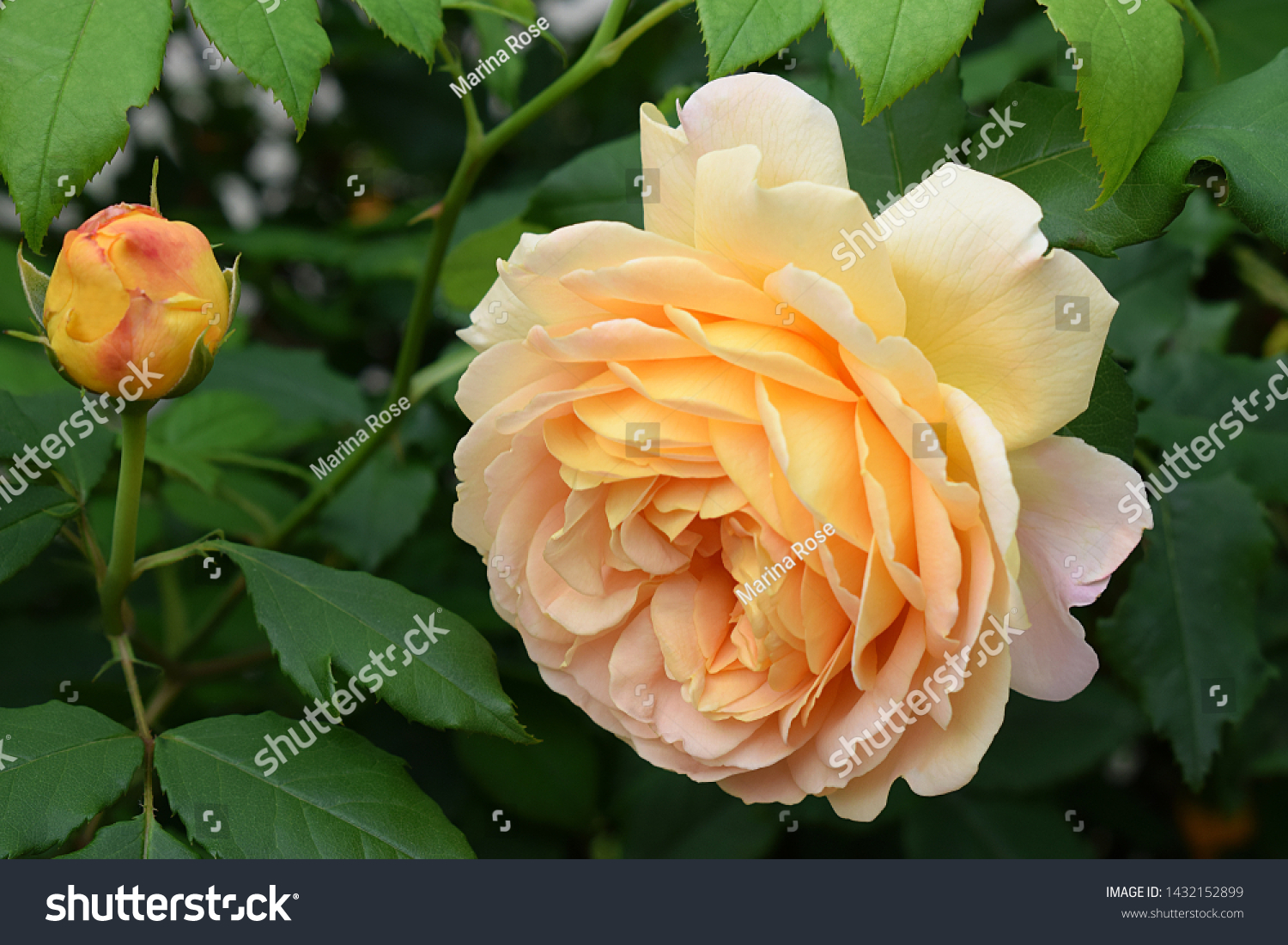 Yellow Rose Bush Golden Celebration Ausgold Stock Photo Edit Now