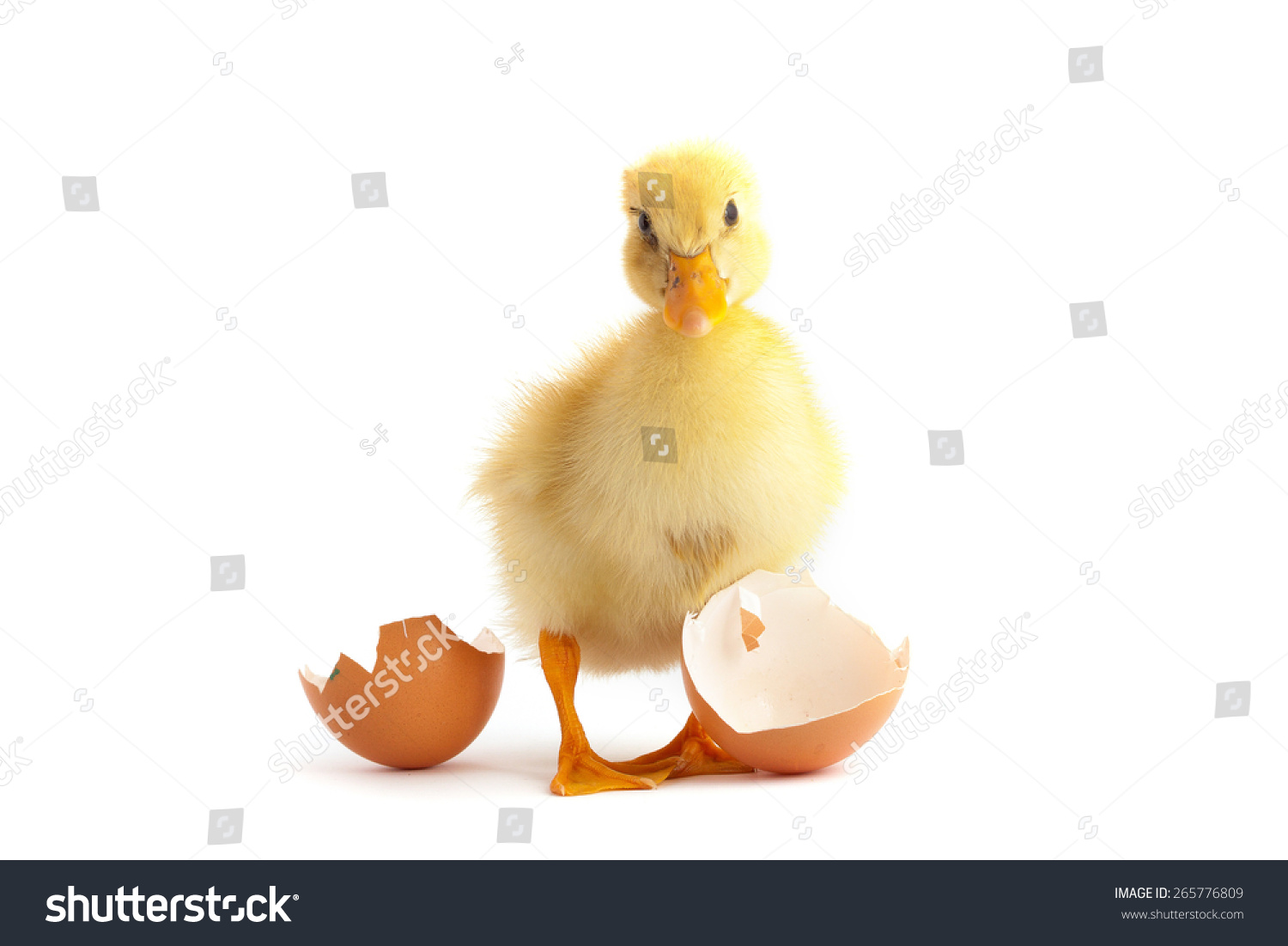 4,365 Hatched duckling Images, Stock Photos & Vectors | Shutterstock