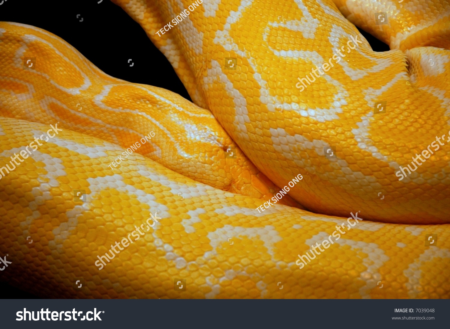 Yellow Snake Interesting Pattern On Skin Stock Photo 7039048 - Shutterstock