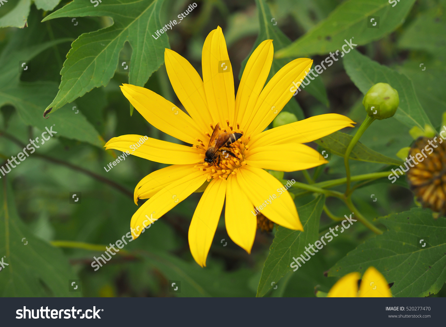 Yellow Sunflower Bee Flower Garden Stock Photo 520277470 | Shutterstock