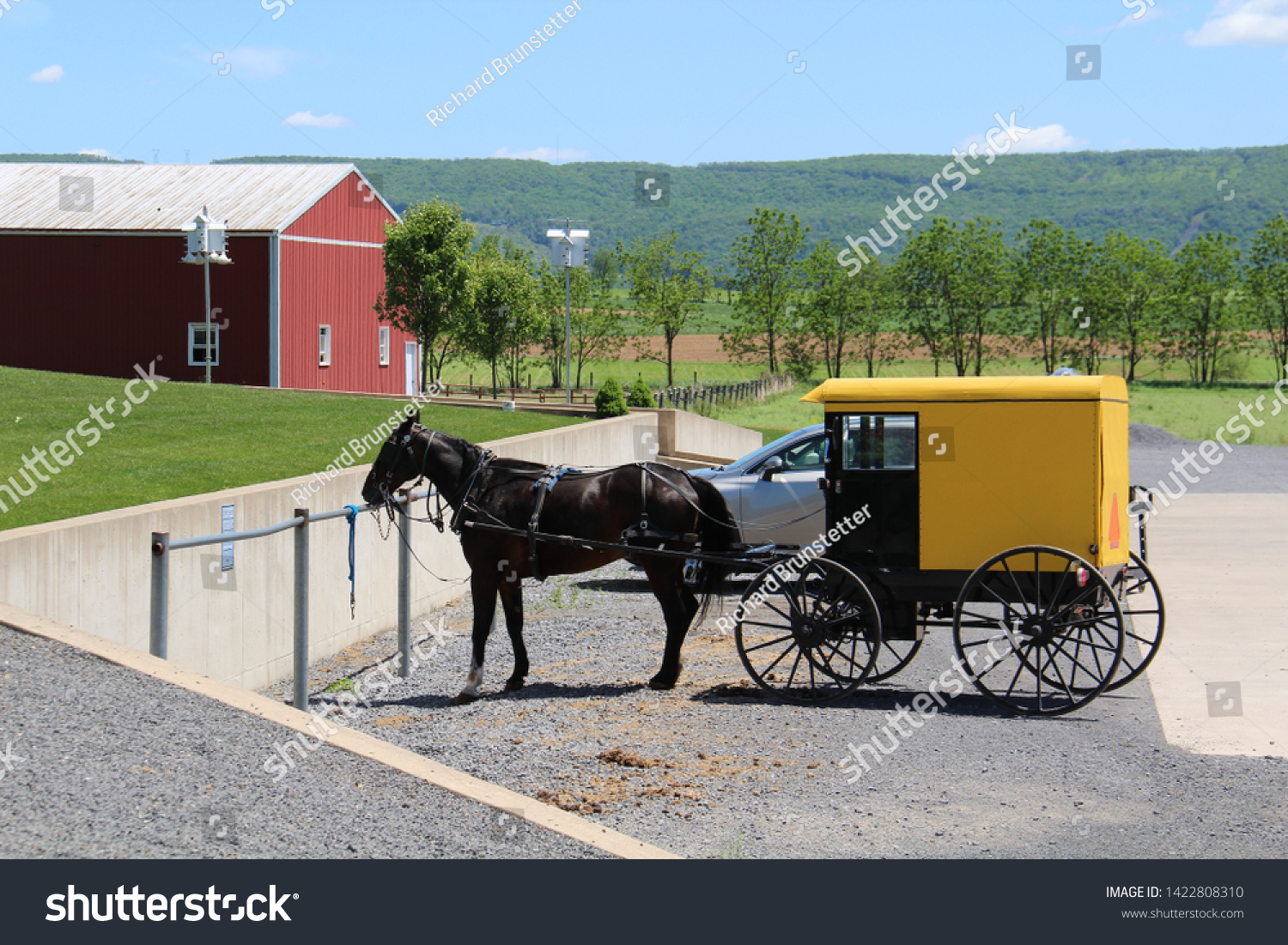 buggies yellow