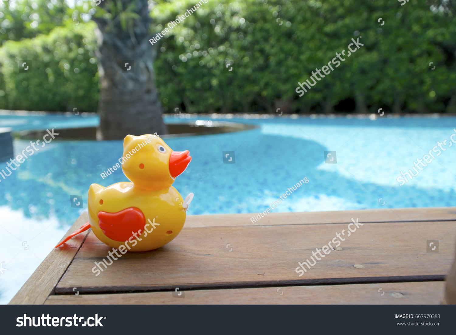 Yellow Toy Duck Pool Background Blurred Stock Photo (Edit Now) 667970383