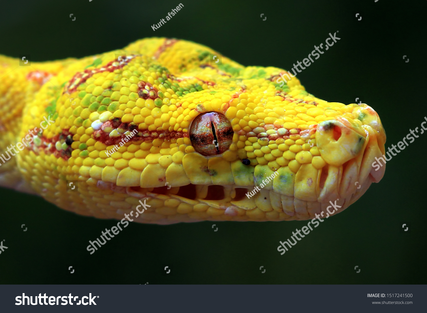 Snake python Ball Pythons