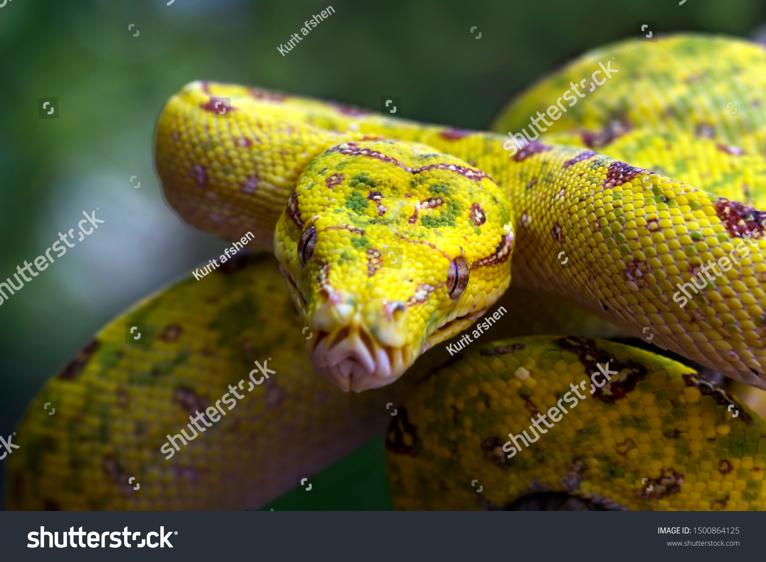 Yellow Tree Python Snake On Branch Stock Photo Edit Now 1500864125