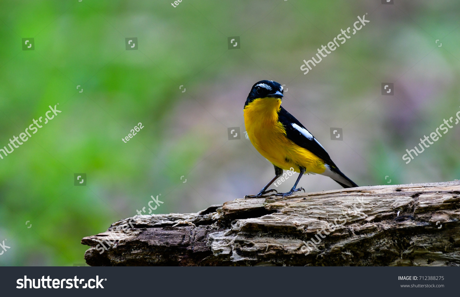 Little Yellow Bird >> Yellowedrump Flycatcher Little Yellow Bird Migration Thailand Stock Little Yellow Bird >> Yellowedrump Flycatcher Little Yellow Bird Migration Thailand Stock