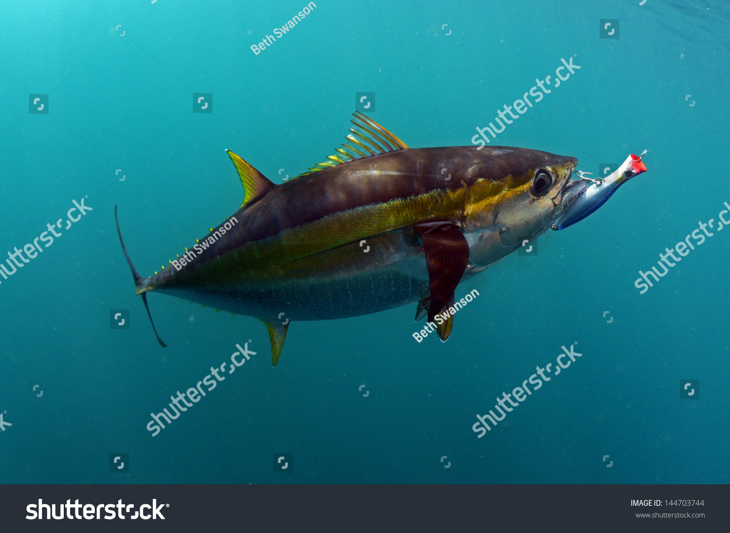 1,271 Yellowfin tuna ocean Images, Stock Photos & Vectors | Shutterstock