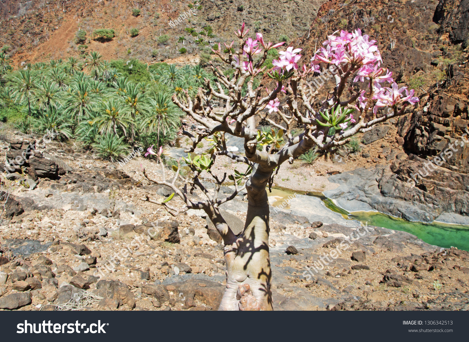 Yemen Aerial View Flowering Bottle Tree Stock Photo Edit Now