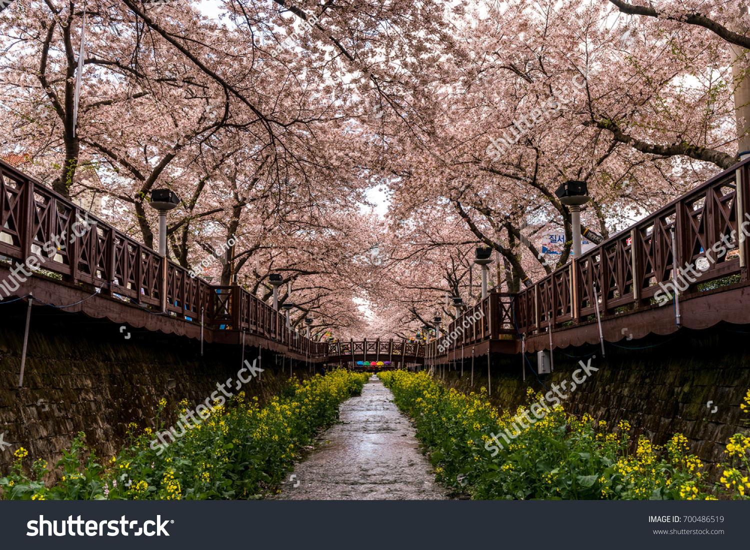 Yeojwacheon Stream Sakura Flower Tunnel Rape Stock Photo Edit Now