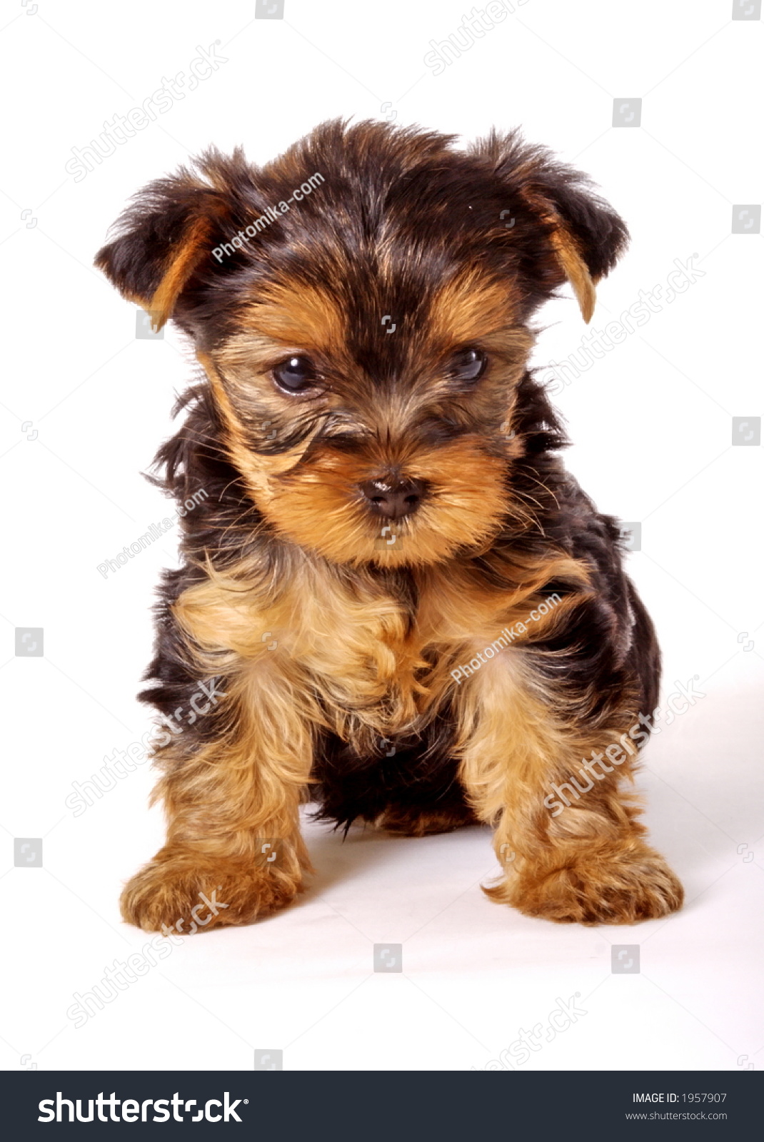 baby yorkshire terrier