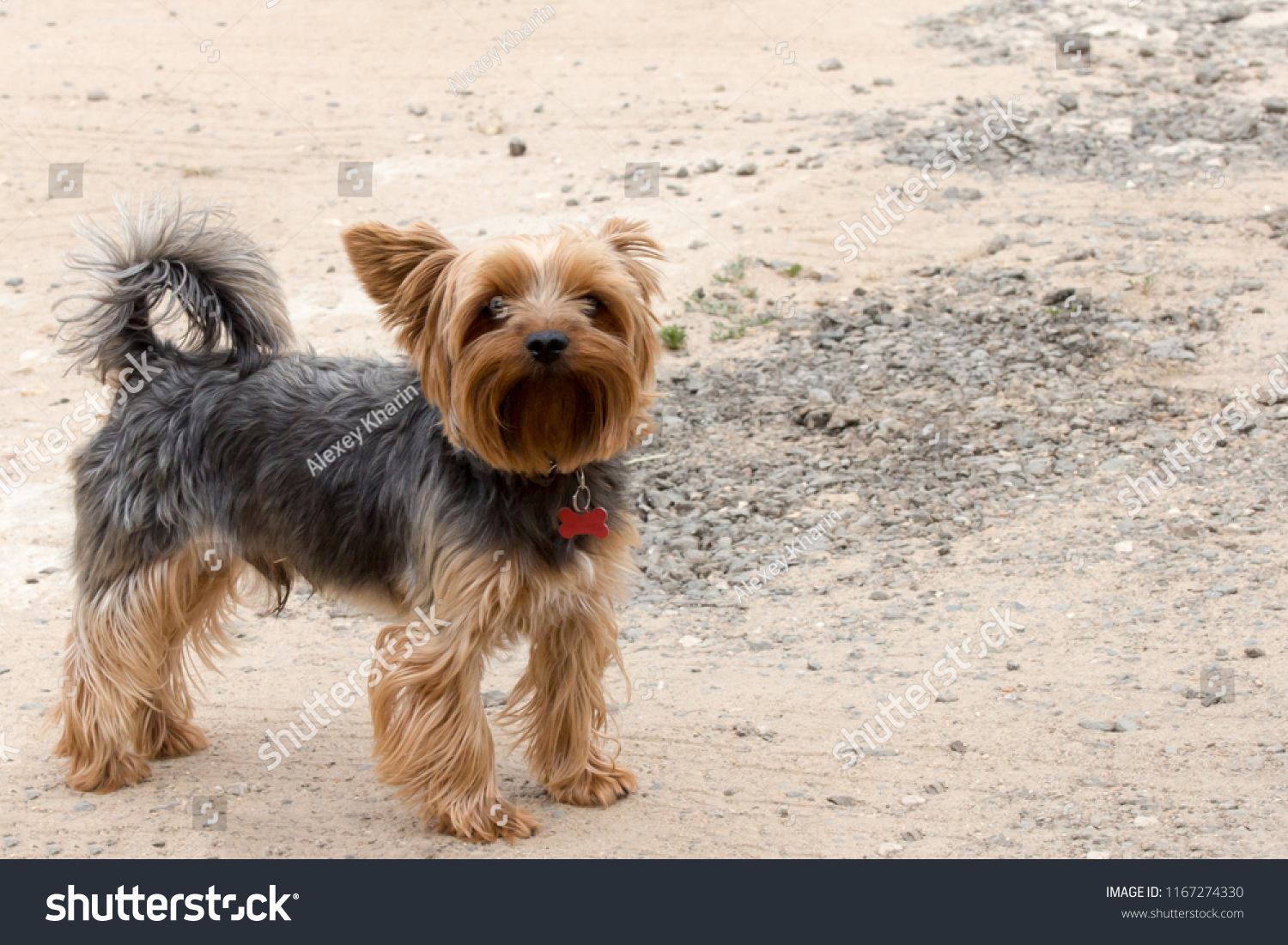 Yorkshire Terrier Blackbrown Color Short Hair Animals Wildlife