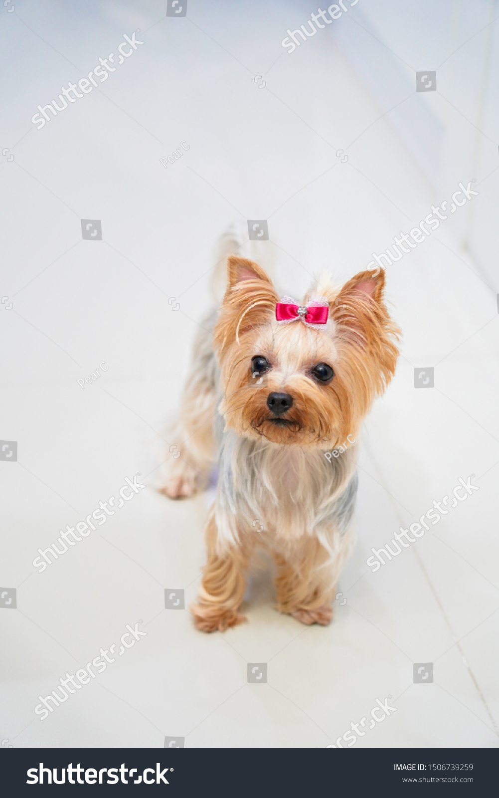 Yorkshire Terrier Dog Short Hair Style Stock Photo Edit Now