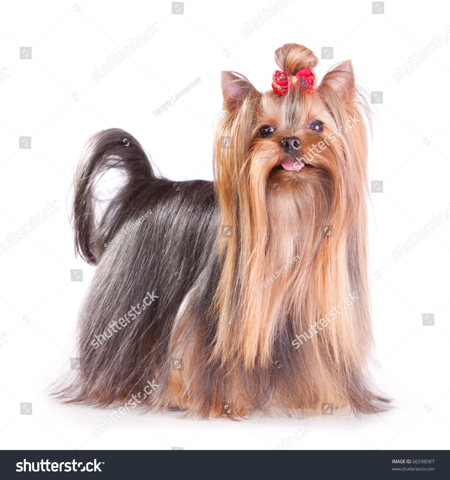 yorkie coat