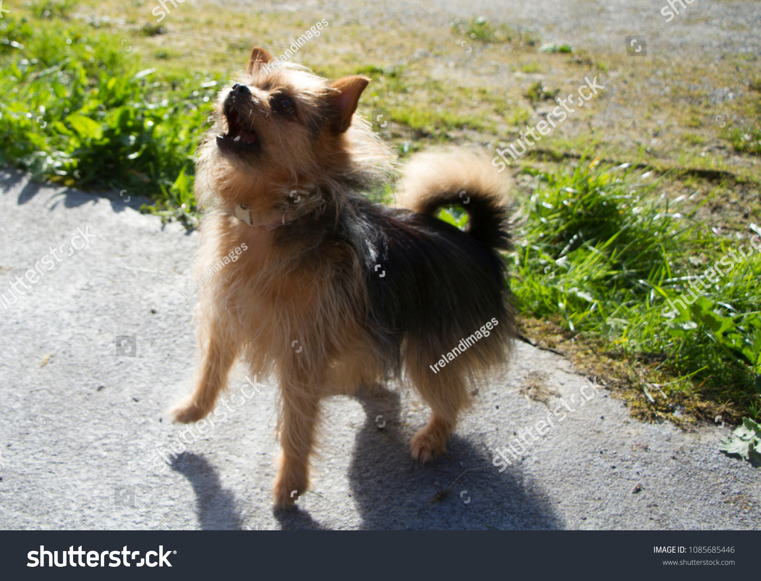 pomeranian yorkshire terrier