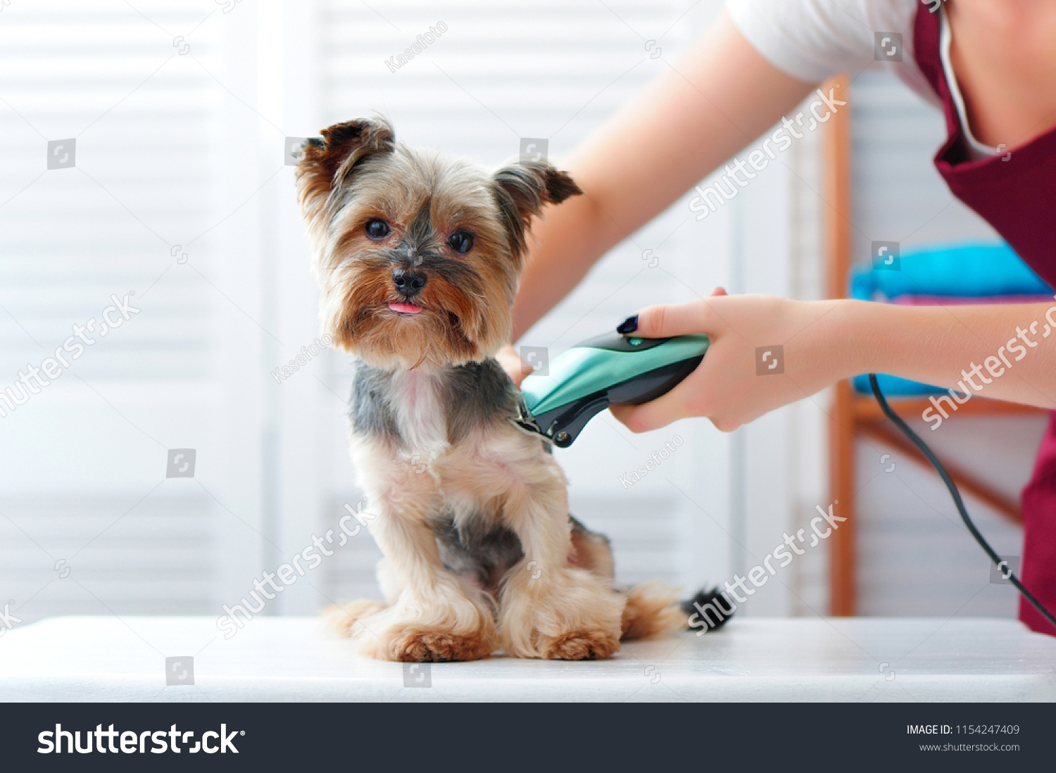 Yorkshire Terrier Puppy Getting Haircut Shaving Stock Photo