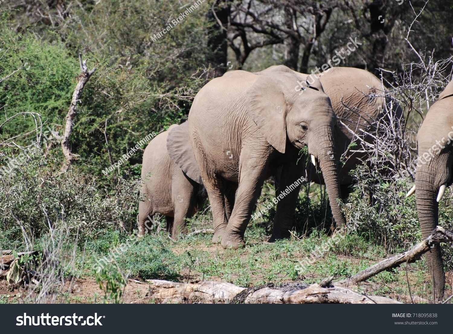 Youn Elephant Flapping Ears Warning Stock Photo 718095838 | Shutterstock