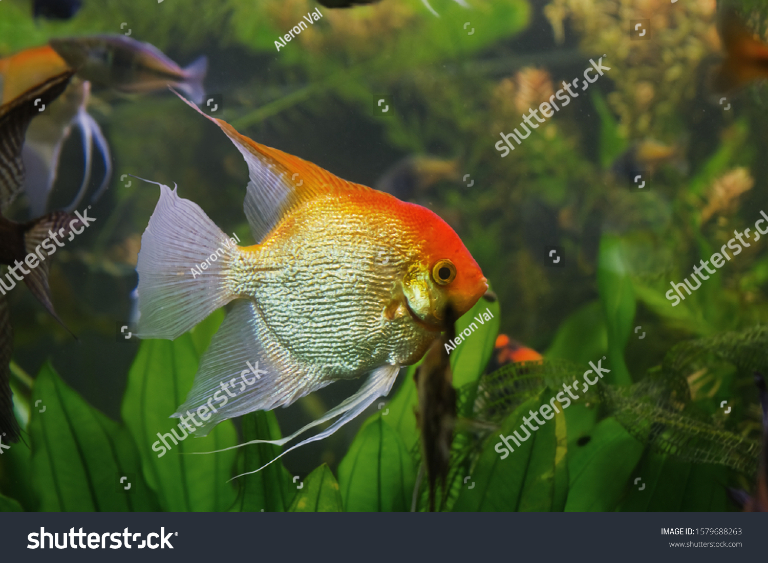 Foto Stok Young Angelfish Male Artificial Aqua Trade Edit Sekarang 1579688263