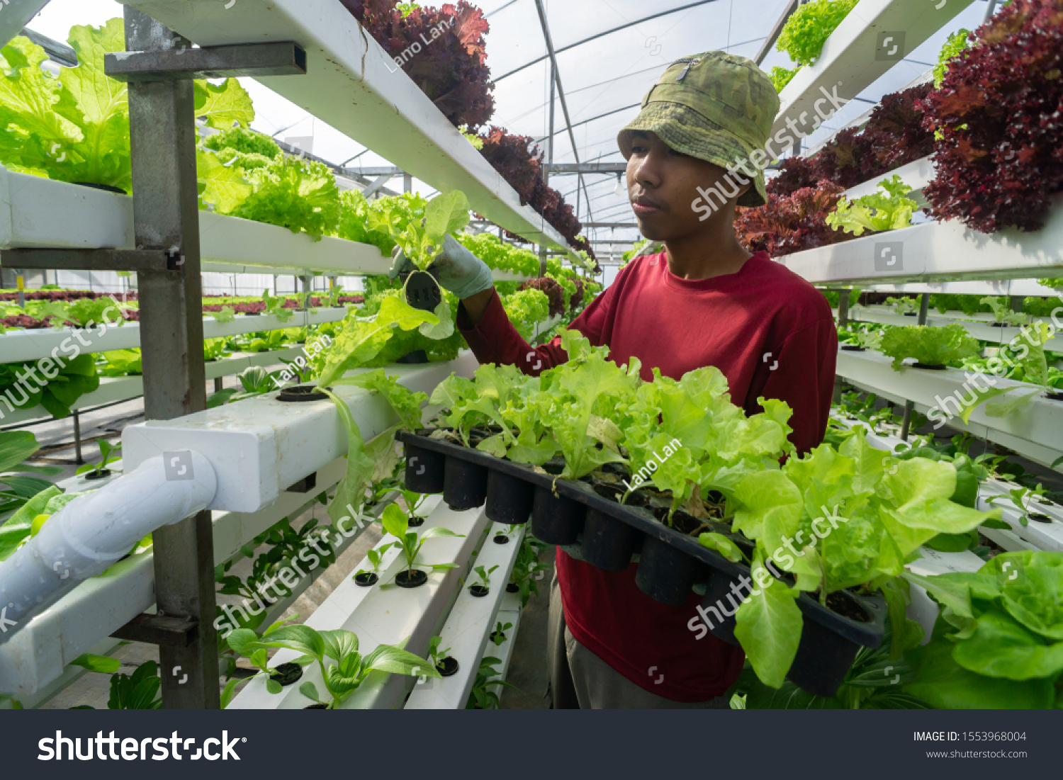 Young Asian Malaysian Farmer Planting Vegetable Stock Photo Edit Now 1553968004