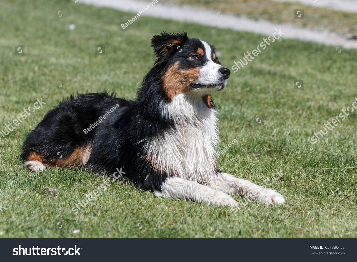 Young Australian Shepherd Lying Grass Paying Stock Photo 651386458 ...