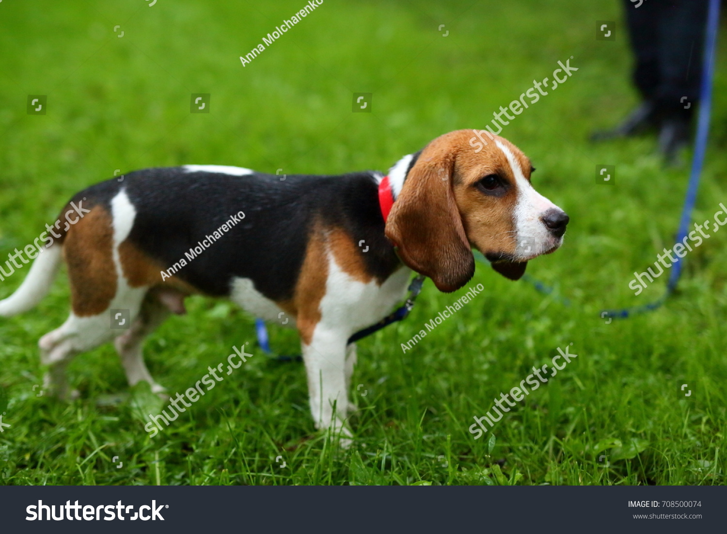 Sodden puppies out in the rain