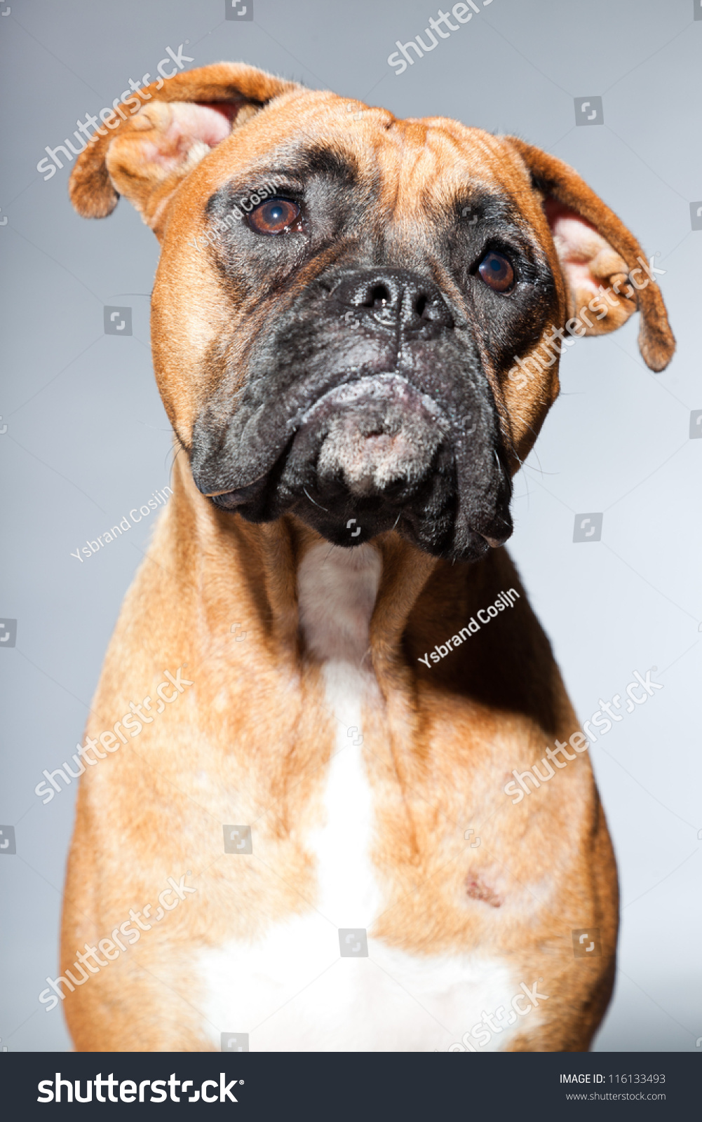 boxer dog grey