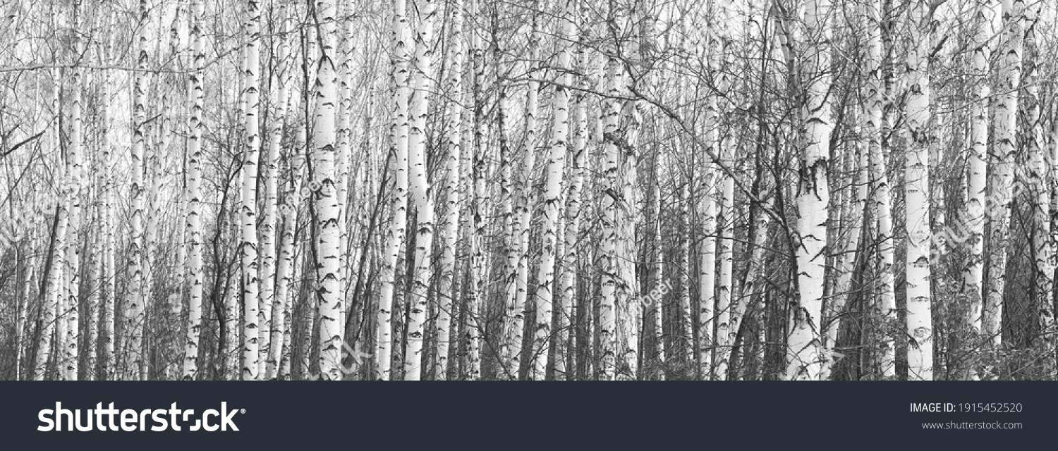 Young birches with black and white birch bark 