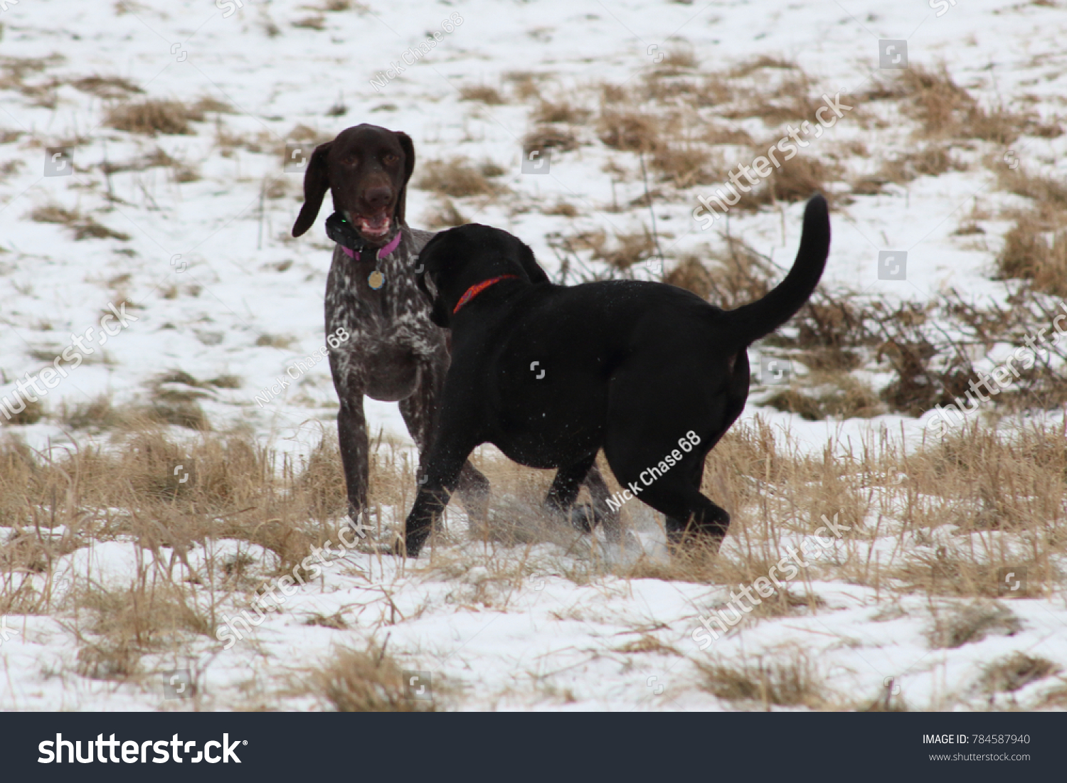 Young Black Labrador Retriever Wrestling German Stock Photo Edit