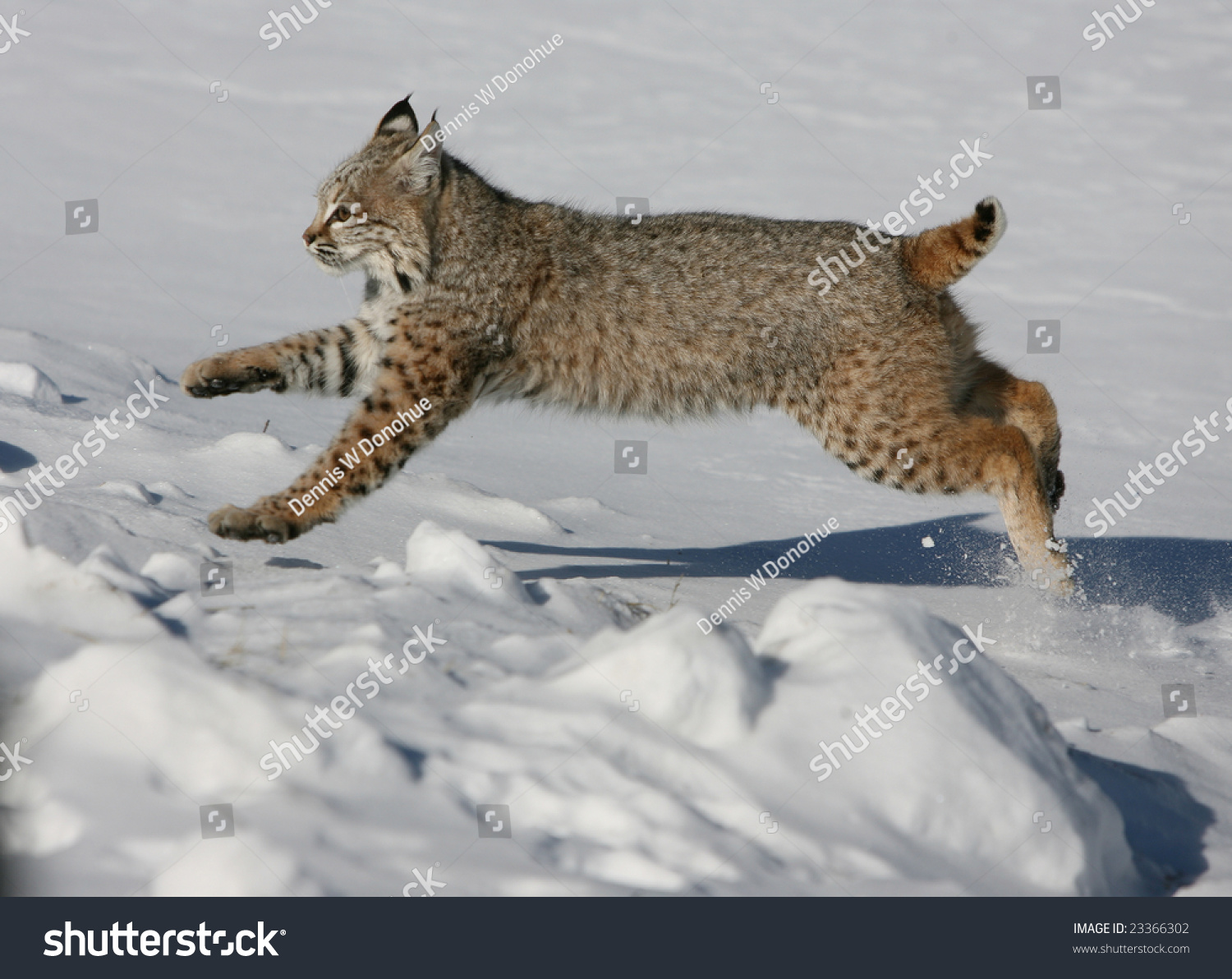 Young Bobcat Running Snow Stock Photo (Edit Now) 23366302 - Shutterstock