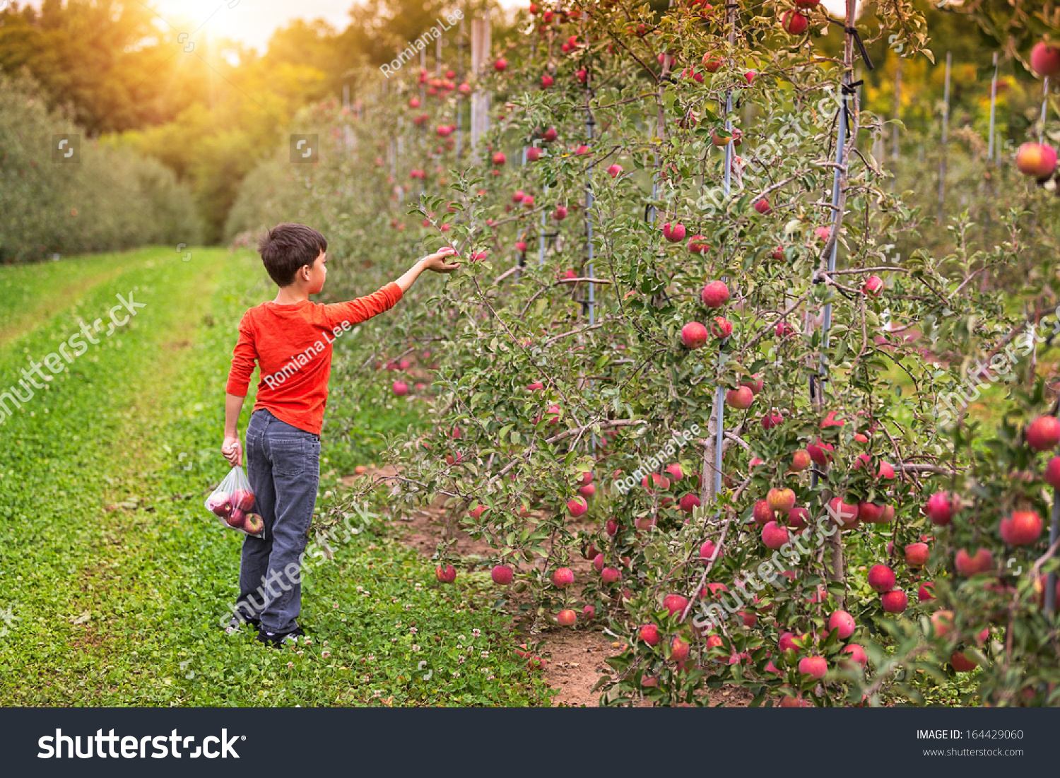 Young Boy Picking Apples Orchard Stock Photo Edit Now 164429060