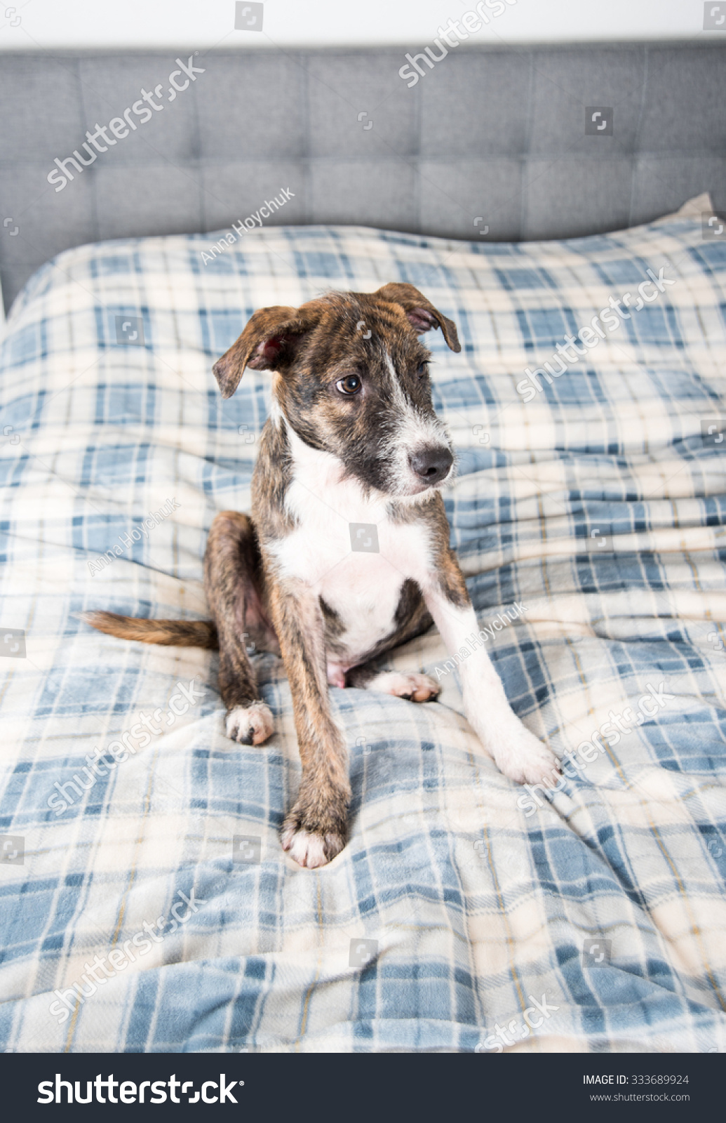 Young Brindle Terrier Mix Puppy Laying Stock Photo Edit Now