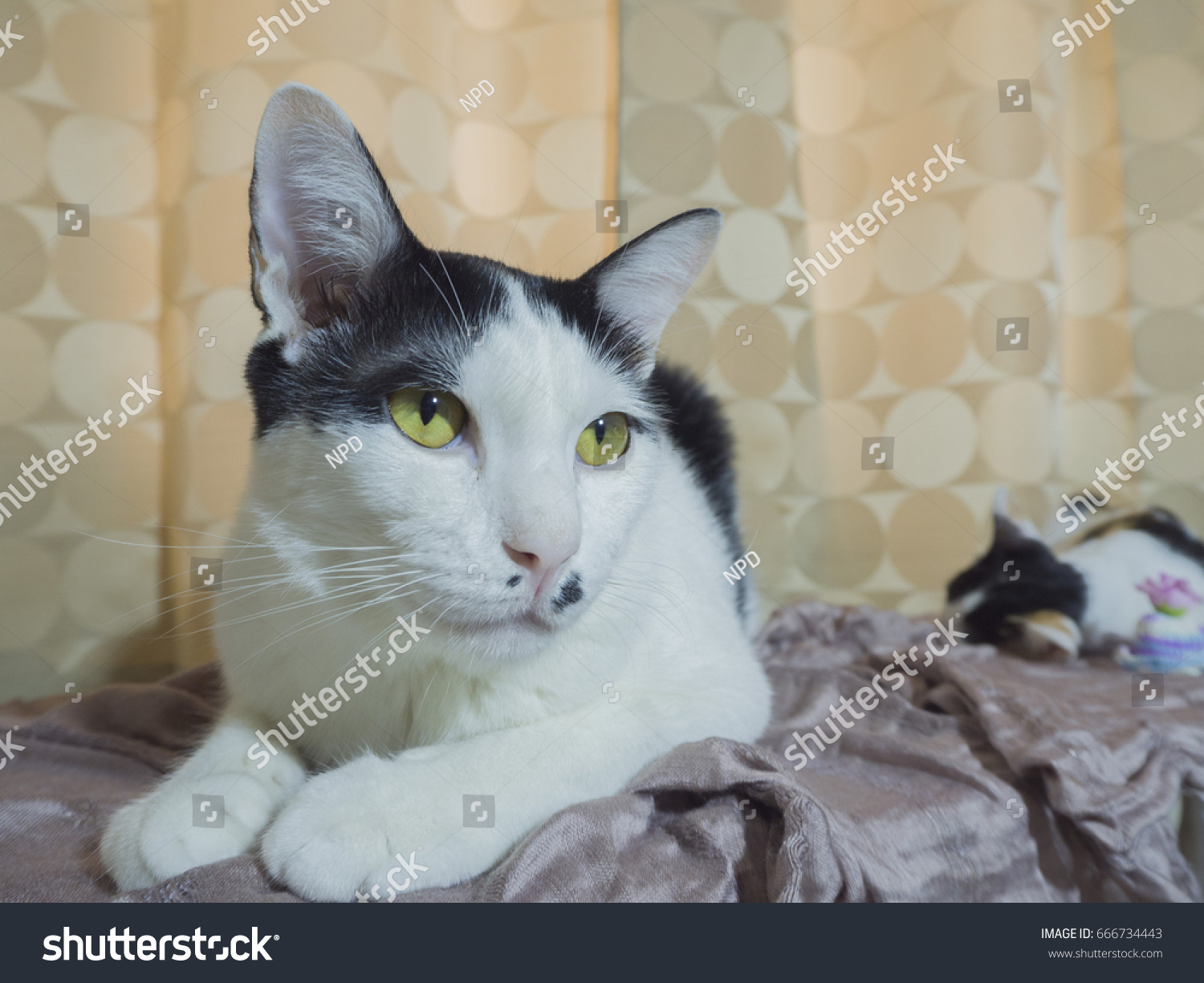 Young Cat Have Black Mole Birthmark Stock Photo Edit Now 666734443