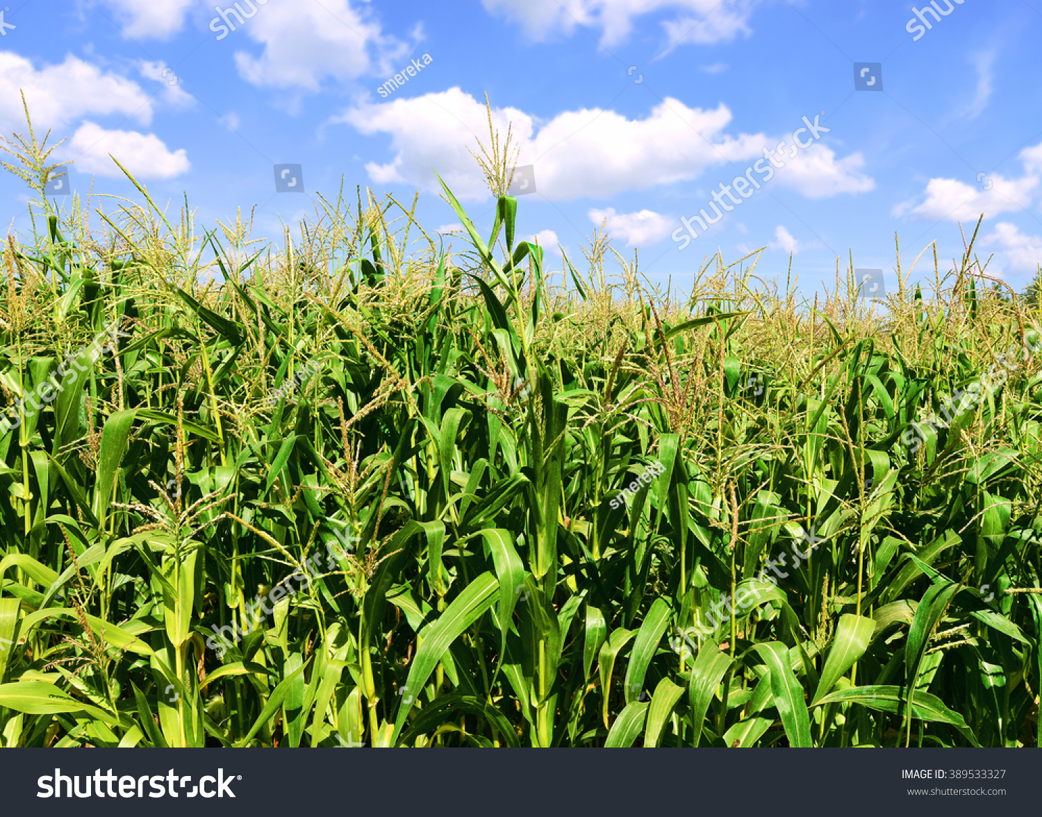 Young Corn Stock Photo 389533327 : Shutterstock