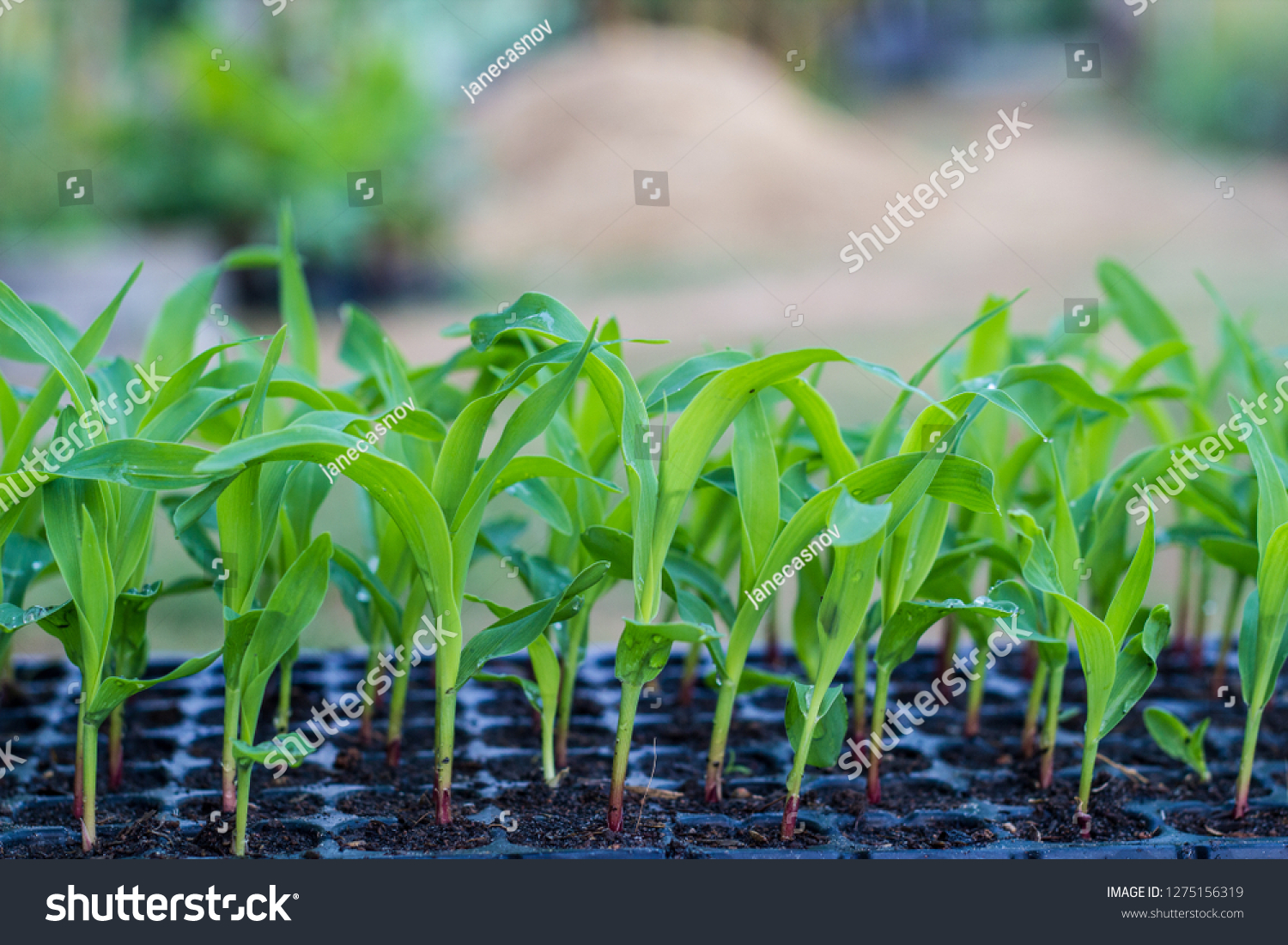 Download Young Corn Seeding Nursery Tray Stock Photo Edit Now 1275156319 Yellowimages Mockups