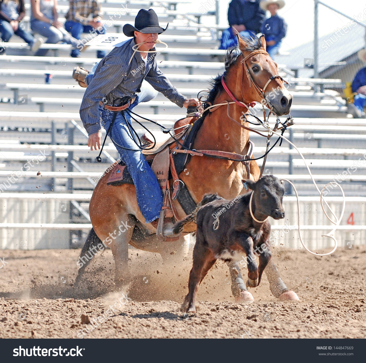 Young Cowboy Dismounting His Horse After Roping A Calf During A Rodeo ...